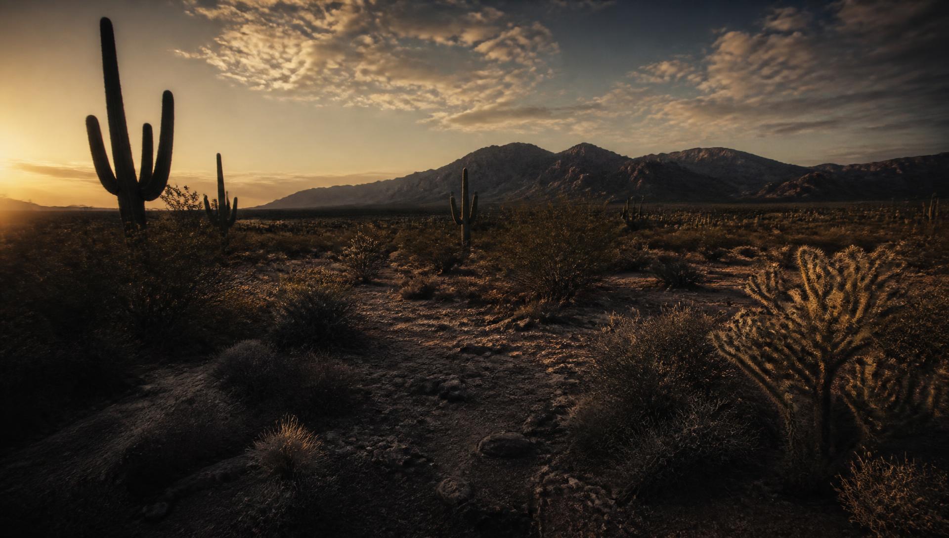 Sonoran desert outside Tucson, Arizona at golden hour